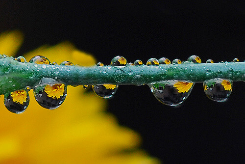 Magnified image of dew on a dandelion stem